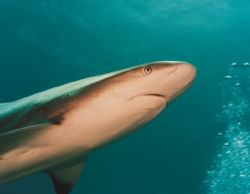 Enter the Predator

Taken with Sea & Sea MX10 and YS40A... by Tom Dillon 